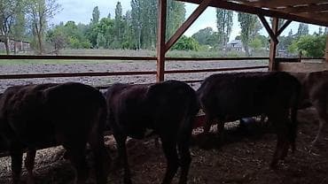 Животные: Продаю | Тёлка | На откорм — 2