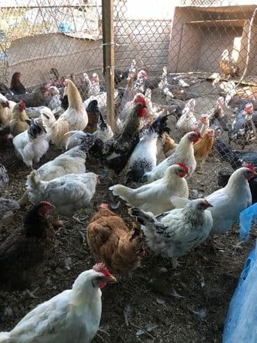 кролик декоративный: Продаю | Куры | Домашняя | Для разведения — 1