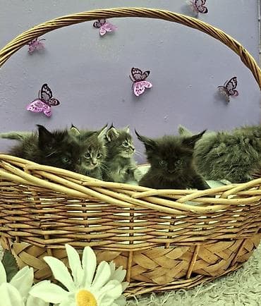 коты: Мейн-кун, 1 месяц, Девочка, Серый, Приучена к лотку — 8