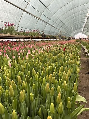 уголь токмок: Тюльпаны тюльпан больше 10ти видов из теплицы длиной 50см до 65см — 3