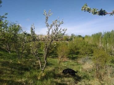 дом арча бешик аренда: 50 соток, Айыл чарба үчүн, Кызыл китеп, Техпаспорт, Сатып алуу-сатуу келишими — 9