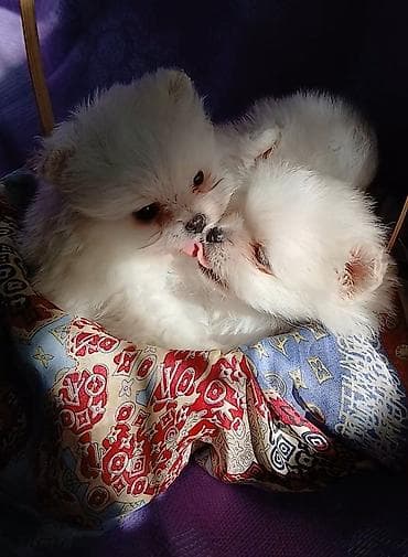 щенок лайка: К раннему бронированию доступны шикарные щенки померанского цверг — 1