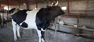 по карова: Продаю | Корова (самка) | Голштин | Для молока | Привязанные — 2