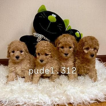 Ит кууту: Готовятся к продаже породные щенки той пуделя. С родословной! ОТКРЫТО — 1