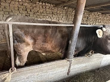 отдам голубей: Продаю | Бык (самец) | Полукровка | Привязанные — 8