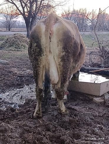 Башка жаныбарлар: Сатам | Уй (ургаачы) | Симментал | Сүт алуу үчүн | Жасалма жол менен боозутуу — 3