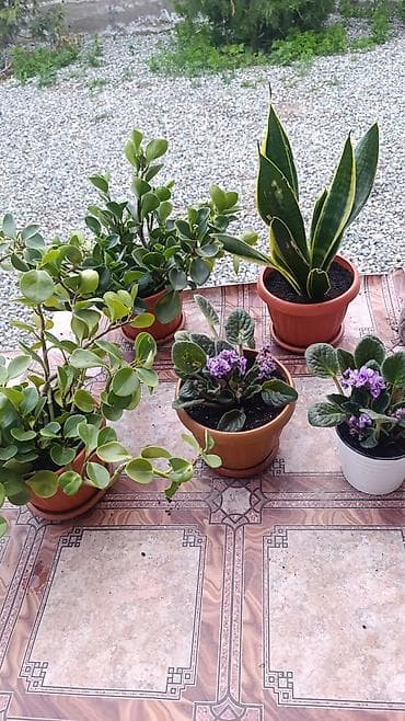 сансевиерия: Комнатные растения в горшках - Сансевиерия (Sansevieria, «тещин — 1