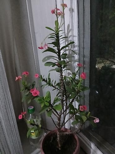 Молочай Миле (Euphorbia milii), комнатное растение в горшке. -
