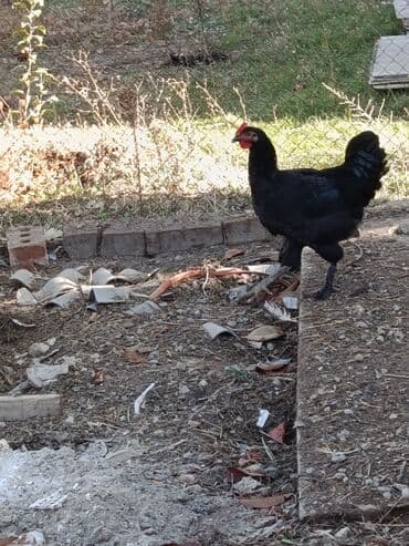 возьму собаку в добрые руки: Продаю | Петух | Для разведения — 3