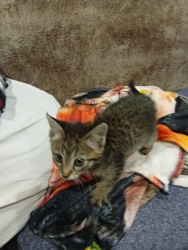 французские бульдог: Котёнок полосатиксьанет отличным компаньоном и принесёт много радости — 4