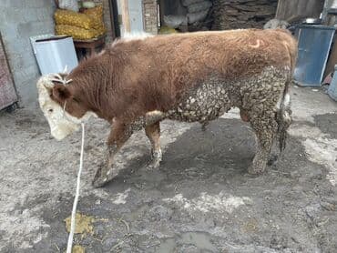 коровы молочной породы купить: Продаю | Бык (самец) | На откорм | Привязанные — 1