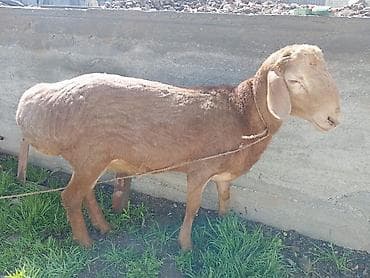 сколько стоит ягнёнок: Продаю | Баран (самец) — 1