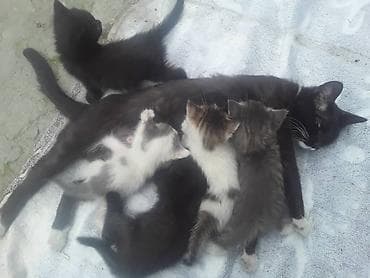 котят: Котята от домашней кошки - Помёт из нескольких котят разной окраски — 4