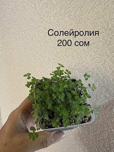 Фикусы: Укоренённые черенки от 150 до 350 сомов — 10