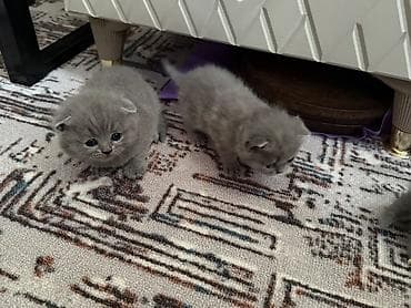 Шотландские вислоухие котята (Scottish Fold), окрас голубой (blue). -