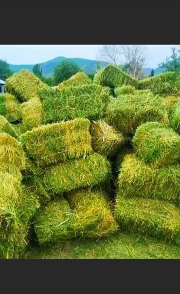 уй жаныбары: Продаю тюки клевера 3-укос. Тюки сухие, большие лежат под навесом — 1