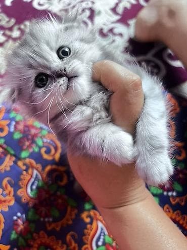 Үй жаныбарлары: Шотландские котята серебристого окраса - Порода: шотландская (в — 4