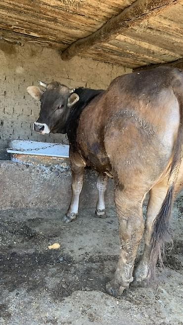 кошка породистый: Продаю | Тёлка | Швицкая | Для разведения, Для молока | Не стельные — 2