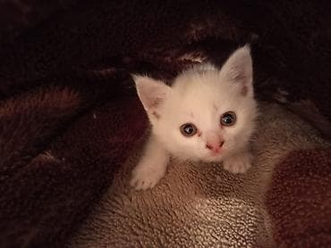 bb kitty бишкек: Мышык бекер берилет: Ангор, 1 айлык, Ургаачы — 3