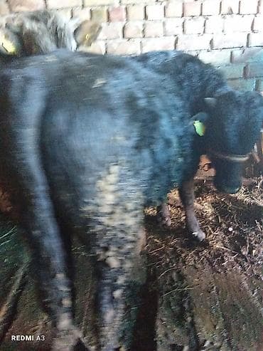 Ветеринар кызматы: Сатам | Бука (эркек) | Швиц — 3