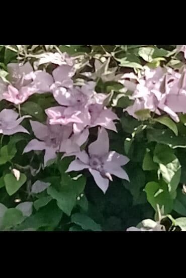 березы саженцы: Предлагается саженец кустарника с развитой корневой системой, готовый — 1