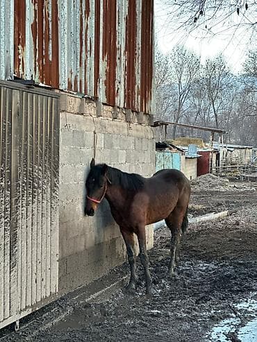 рабочие лошади: Продаю | Жеребец | Рабочий — 10