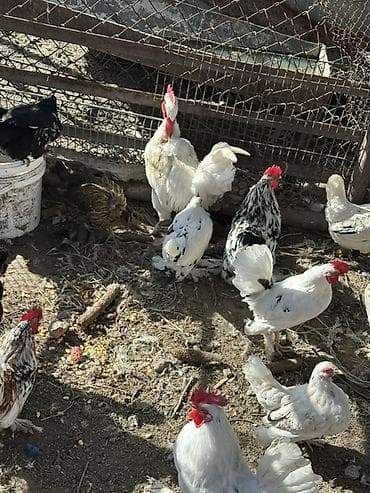 продаю животных: Продаю | Куры | Для разведения — 10