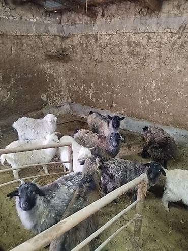 токмок собаки: Сатам | Козу | Көбөйтүү үчүн | Ургаачы — 4