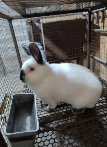 собака бульдок: Калифорниец на вязку. Карабалта — 1