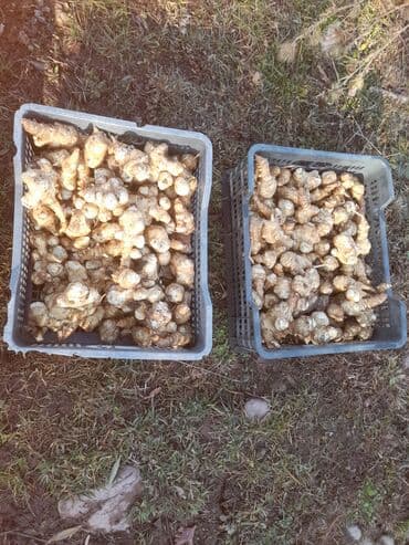продаю картошка: Топинамбур (земляная груша), свежие клубни, выращен в горах Кегети — 2