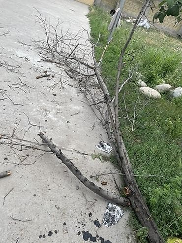 Дрова