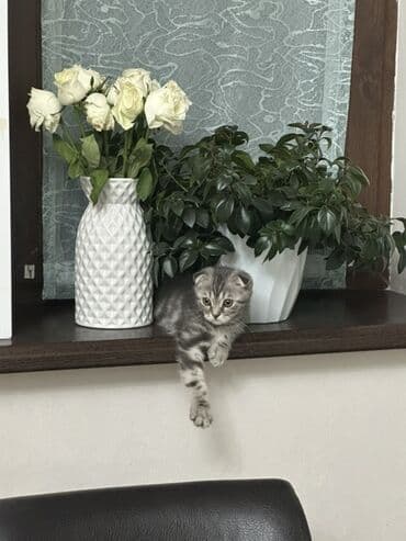 продаю шотландских котят: Скотиш Фолд (Шотландская вислоухая), 4 месяца, Мальчик, Серый — 5