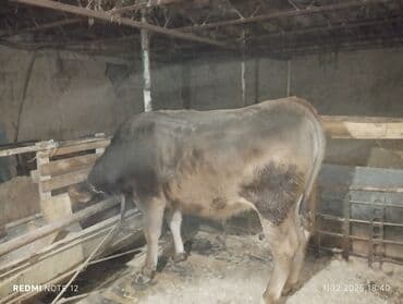 дойный коров: Продаю | Тёлка | Швицкая | Для молока — 3