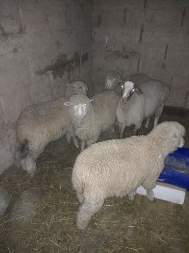 живой сазан: Продаю | Овца (самка) | Для разведения | Ярка — 3