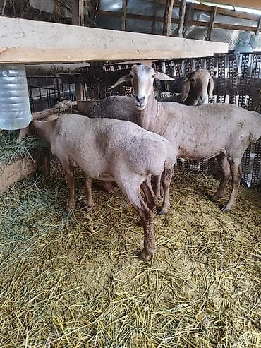 купить ястреба для охоты: Продаю | Овца (самка) | Для разведения | Матка — 6