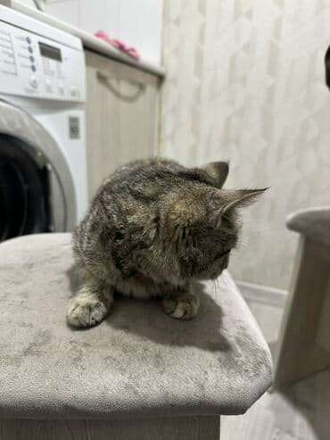 Кошка даром: Беспородная, 4 месяца, Девочка, Приучена к лотку