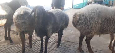 соль для животных: Продаю | Баран (самец) | Гиссарская, Арашан | На забой, Для разведения | Осеменитель — 6