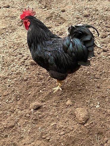 Продаю | Куры | Домашняя | Для разведения