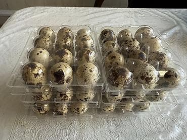 кекилик жумуртка: Перепелиные яйца в пластиковых контейнерах 12 штук 60 сом Доставка — 2