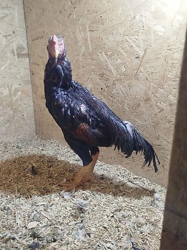 живые рыбки: Дакан короз сатылат активный бир козу кор Урука алмашу жолдору бар — 3