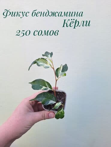 газон готовый: ● Комнатные растения (укоренённые черенки, молодые растения, взрослые — 13