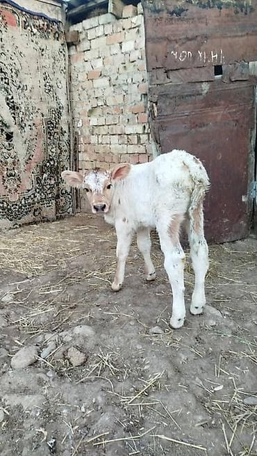 собаки каракол: Сатам | Музоо | Бордоп семиртүү үчүн | Асыл тукумдуу — 1