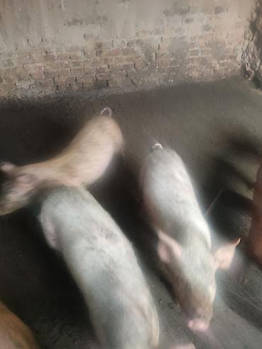 яйцо бройлер: Продаю | Поросенок | На забой — 1