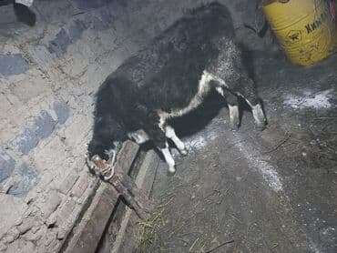 телята торпок: Продаю | Тёлка | На откорм | Привязанные — 8