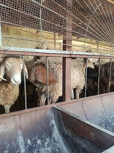 Продаю | Баран (самец) | На забой