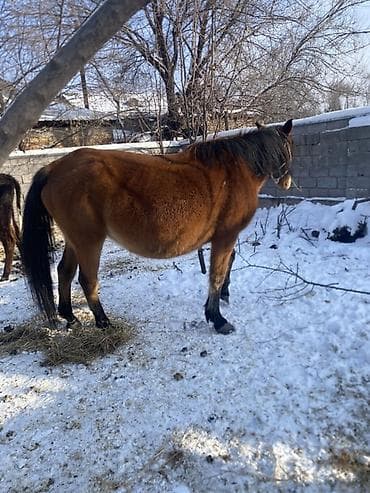 Proton: Сатам | Бээ (ургаачы) | Көбөйтүү үчүн, Сүт алуу үчүн | Жасалма жол менен боозутуу — 7