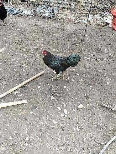 купить индюков: Продаю | Петух | Для разведения — 5