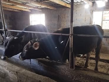 арабский конь: Продаю | Бык (самец) | На откорм | Привязанные — 9