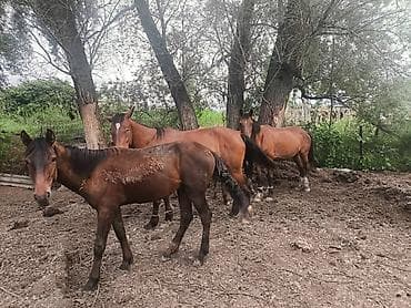 продажа домашних животных: Продаю | Кобыла (самка) | Рабочий — 2