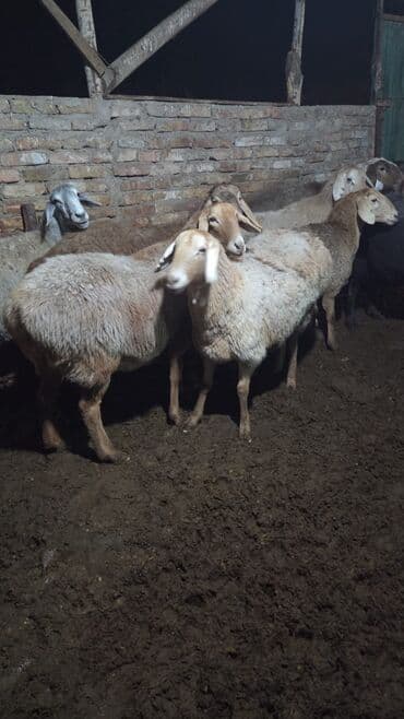Продаю | Баран (самец) | Арашан | Для разведения | Котные